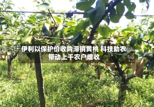 伊利以保护价收购滞销黄桃 科技助农带动上千农户增收