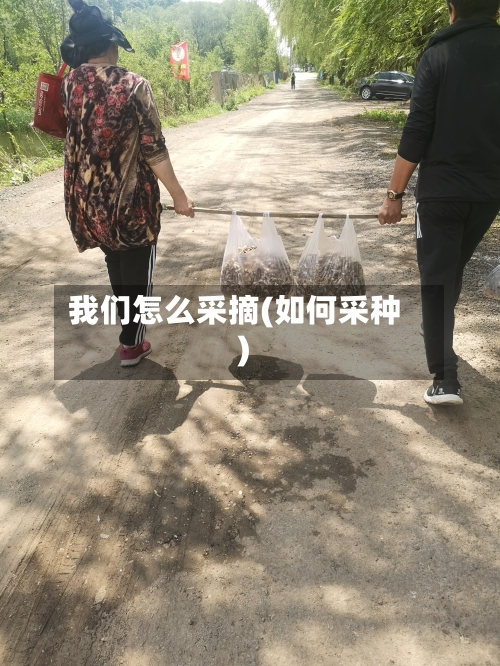 我们怎么采摘(如何采种)-第2张图片